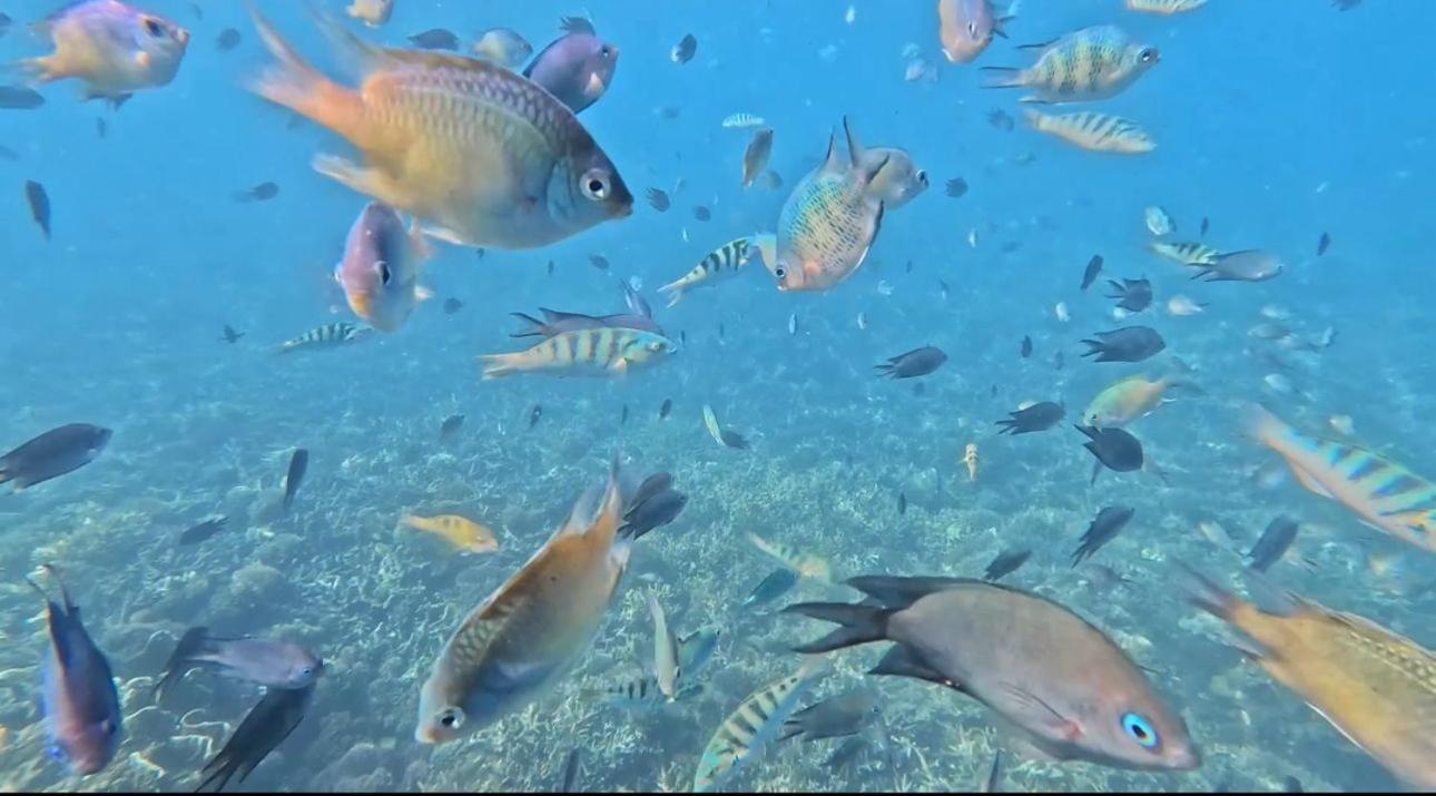 D'Flora Homestay Labuan Bajo Eksteriør bilde
